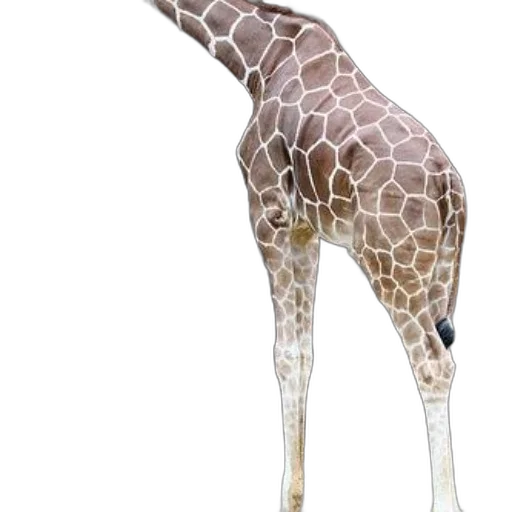 animal, creature, staff, hat transparent PNG cut-out