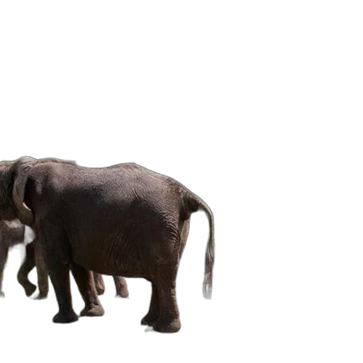 animal, creature, staff, weapon transparent PNG cut-out