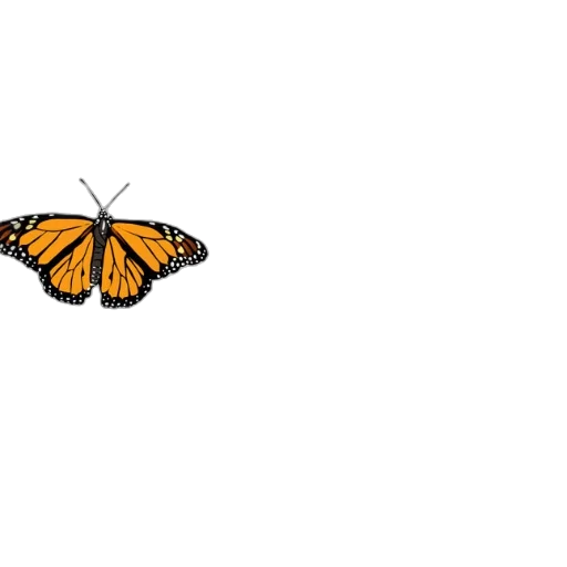 animal, creature, flower, crown transparent PNG cut-out