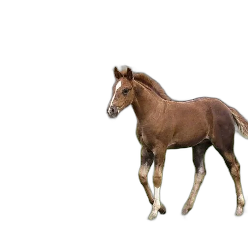 animal, creature, hair, staff transparent PNG cut-out