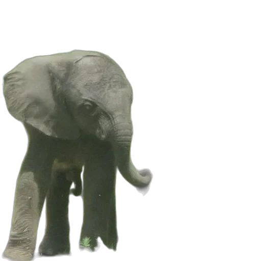 animal, creature, weapon, staff transparent PNG cut-out