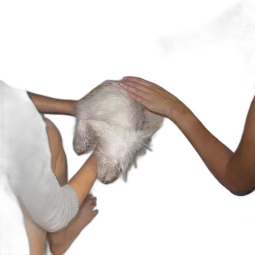 hair, mask, creature, animal transparent PNG cut-out