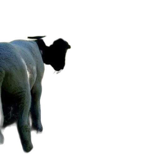 animal, creature, hat, staff transparent PNG cut-out