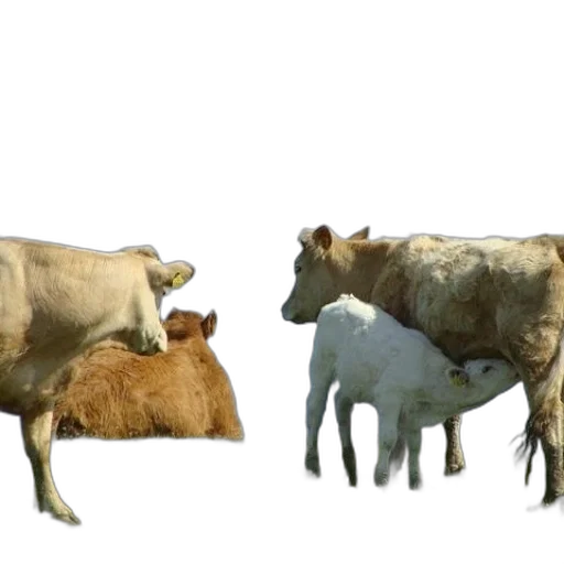 animal, concept art, 3d render, photorealistic transparent PNG cut-out