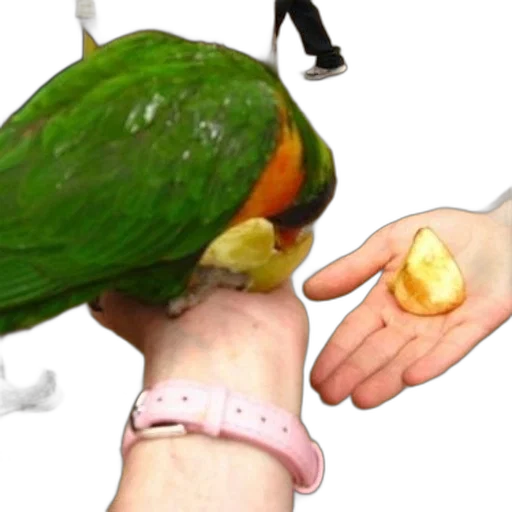 jewelry, hat, weapon, food transparent PNG cut-out
