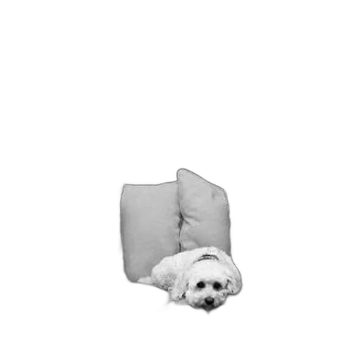 furniture, animal, creature, umbrella transparent PNG cut-out