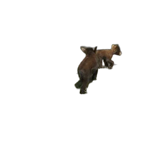 animal, weapon, staff, creature transparent PNG cut-out