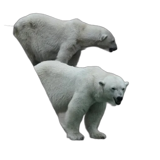 animal, creature, 3d render, concept art transparent PNG cut-out