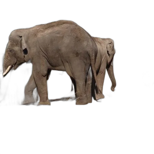 animal, creature, weapon, staff transparent PNG cut-out