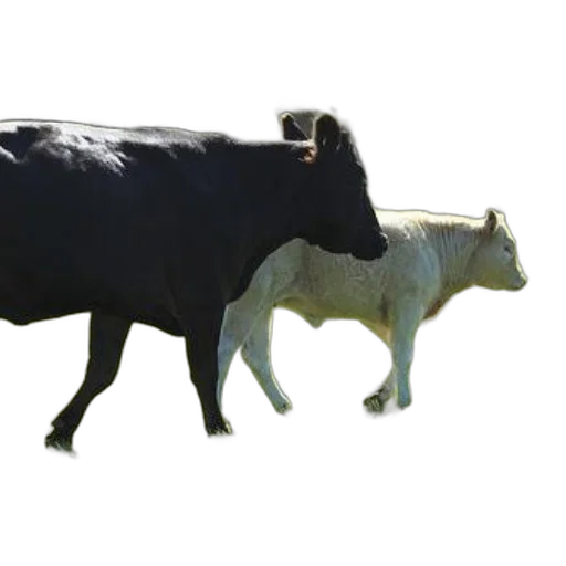 animal, jewelry, creature, food transparent PNG cut-out