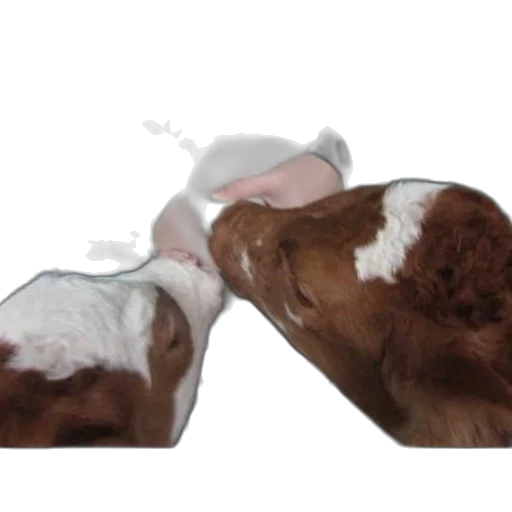 shoes, animal, food, mask transparent PNG cut-out
