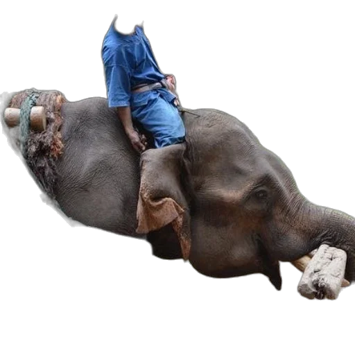 animal, creature, staff, shoes transparent PNG cut-out