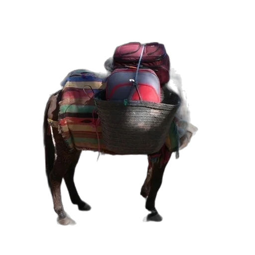animal, dragon, jacket, hat transparent PNG cut-out
