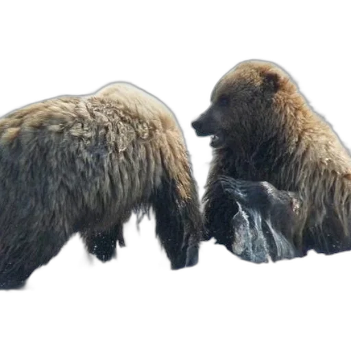 animal, creature, hair, concept art transparent PNG cut-out