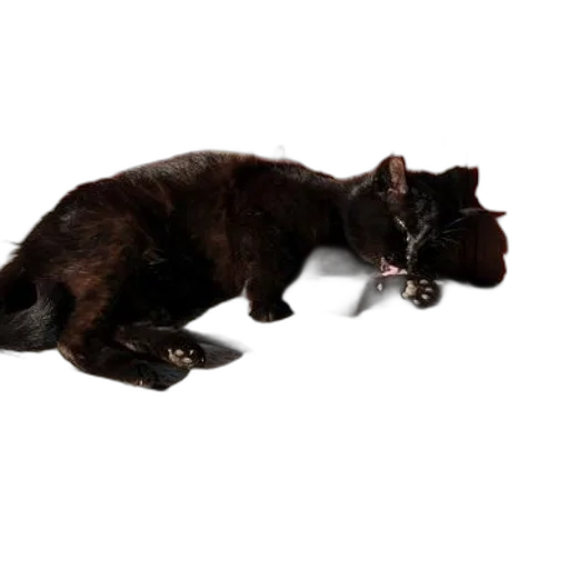 animal, staff, creature, weapon transparent PNG cut-out