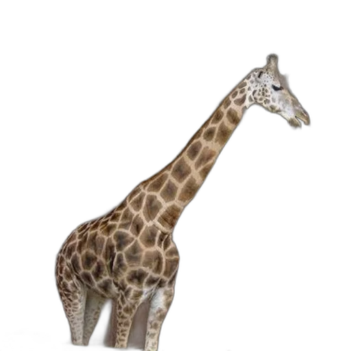 animal, creature, staff, weapon transparent PNG cut-out