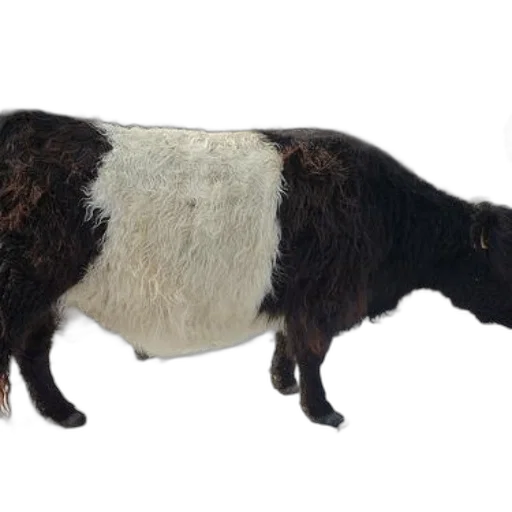 animal, creature, staff, hair transparent PNG cut-out