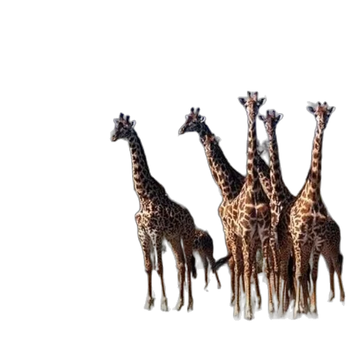 animal, creature, crown, 3d render transparent PNG cut-out