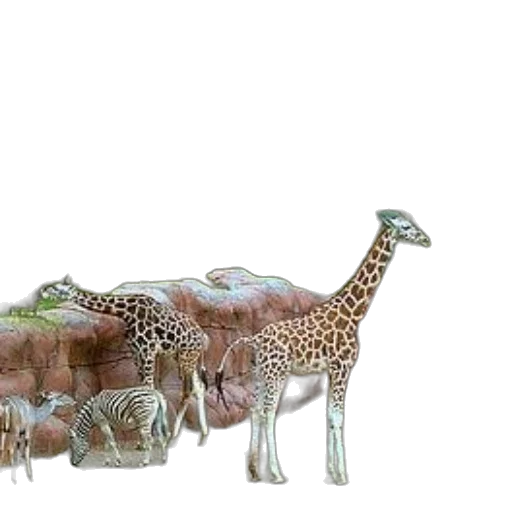 animal, furniture, jewelry, creature transparent PNG cut-out
