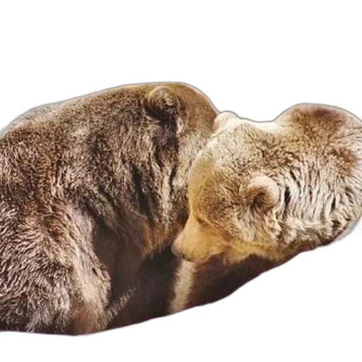animal, creature, face, mask transparent PNG cut-out