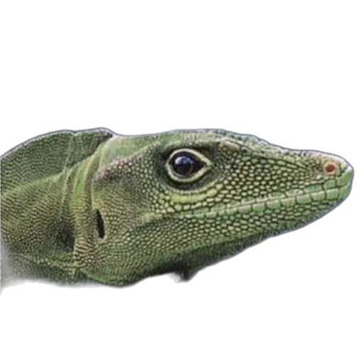 animal, dragon, creature, face transparent PNG cut-out