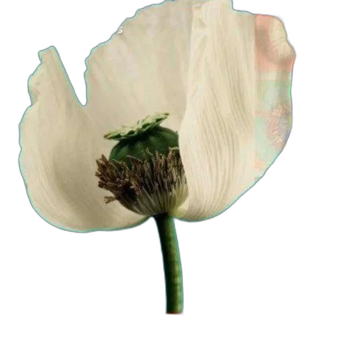 flower, hat, crown, staff transparent PNG cut-out
