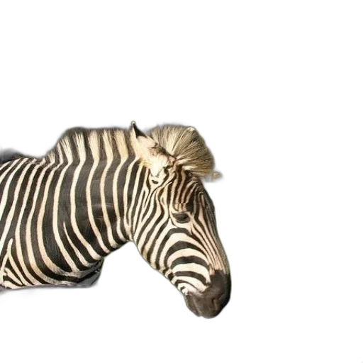 animal, creature, jewelry, hat transparent PNG cut-out