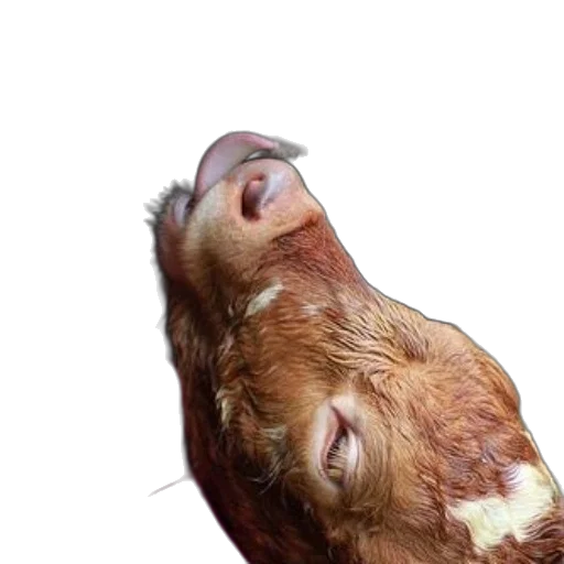 animal, face, creature, mask transparent PNG cut-out