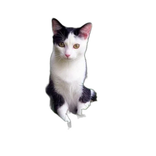 animal, staff, creature, robot transparent PNG cut-out