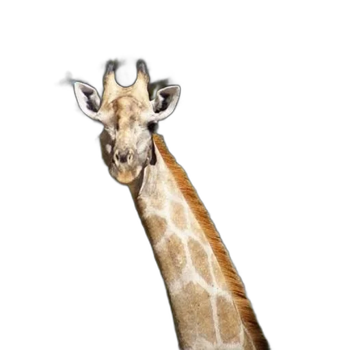 animal, creature, staff, hat transparent PNG cut-out