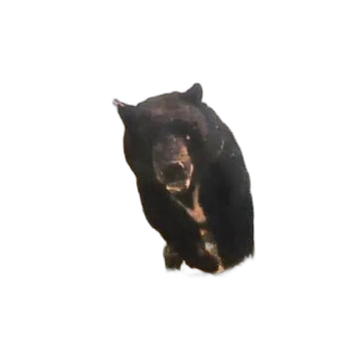 animal, creature, face, mask transparent PNG cut-out