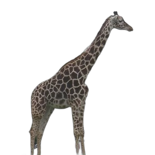 animal, creature, staff, jewelry transparent PNG cut-out