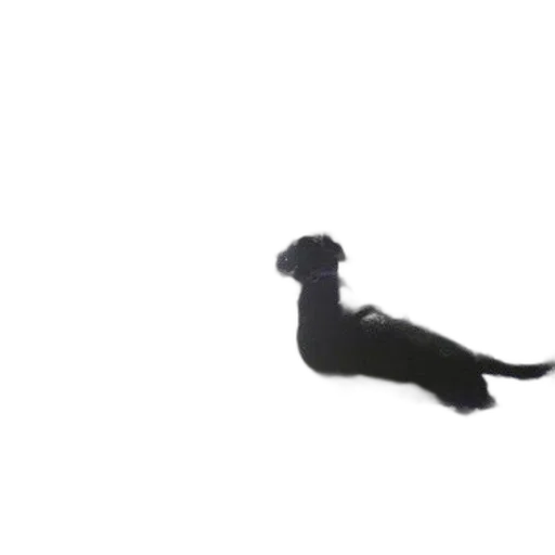 animal, staff, creature, dragon transparent PNG cut-out