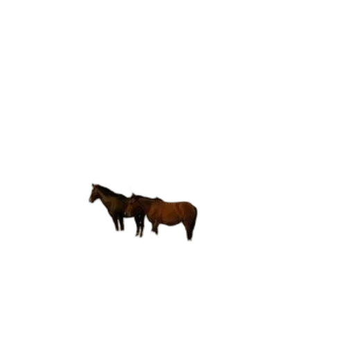 animal, creature, food, weapon transparent PNG cut-out