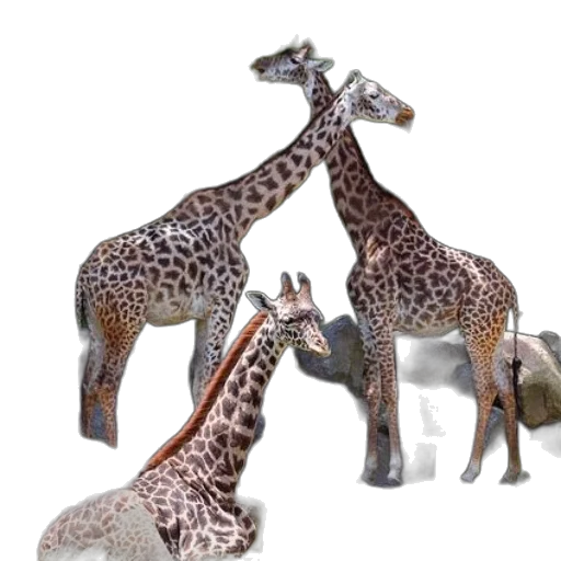 animal, creature, staff, 3d render transparent PNG cut-out