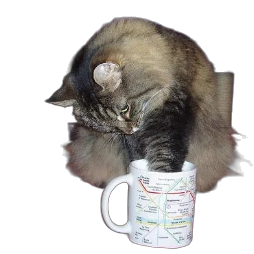 staff, animal, photorealistic, cat transparent PNG cut-out