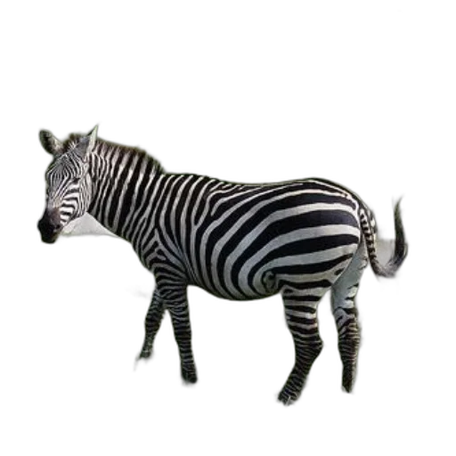 animal, creature, jewelry, staff transparent PNG cut-out