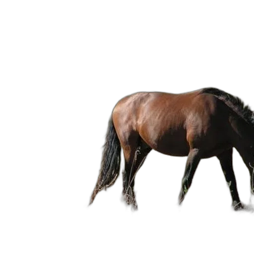 animal, hair, creature, crown transparent PNG cut-out