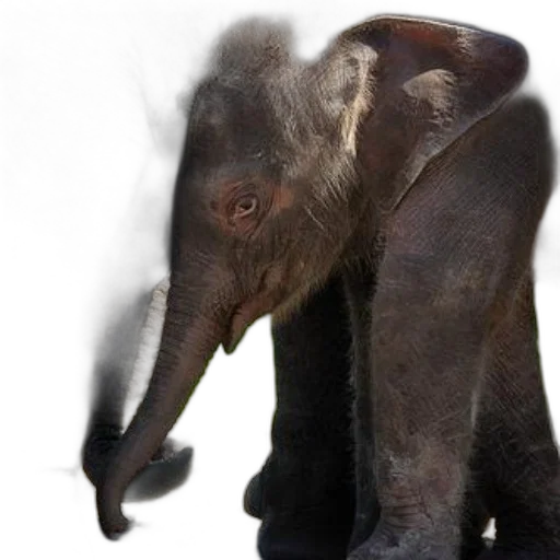 animal, creature, staff, face transparent PNG cut-out