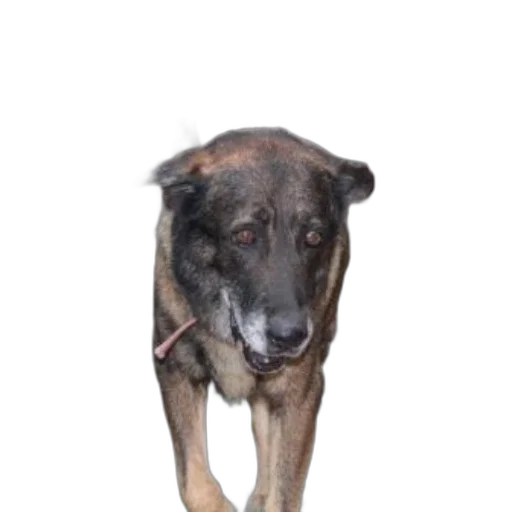 staff, animal, creature, face transparent PNG cut-out
