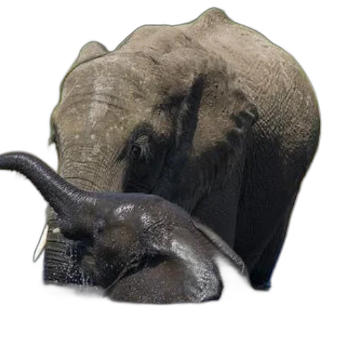hat, animal, mask, creature transparent PNG cut-out
