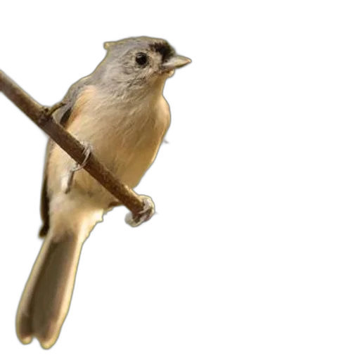 staff, weapon, animal, sword transparent PNG cut-out