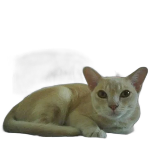animal, creature, staff, face transparent PNG cut-out