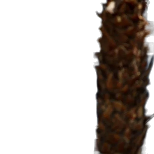 staff, crown, hair, tree transparent PNG cut-out