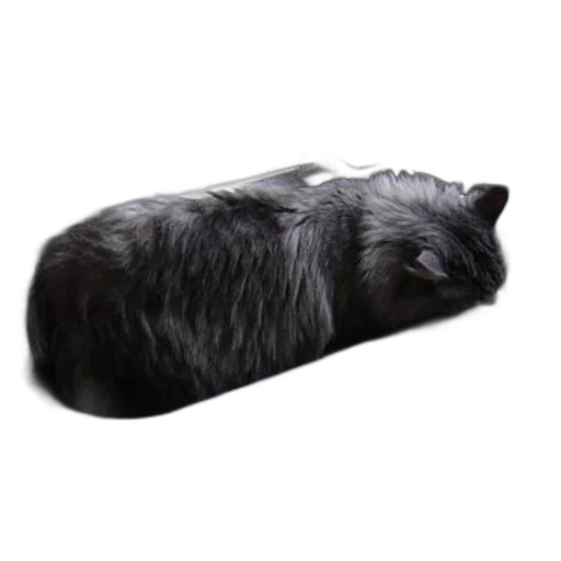 animal, hat, shoes, hair transparent PNG cut-out