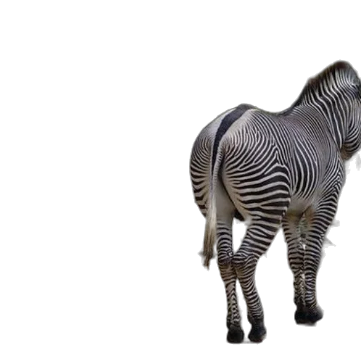 animal, creature, furniture, 3d render transparent PNG cut-out