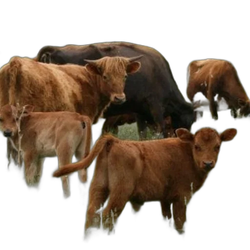 animal, food, photorealistic, concept art transparent PNG cut-out