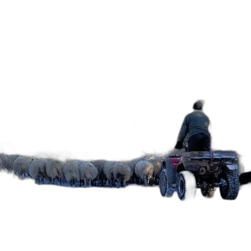 car, animal, hair, staff transparent PNG cut-out