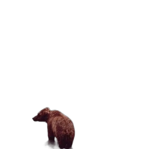 animal, creature, furniture, food transparent PNG cut-out