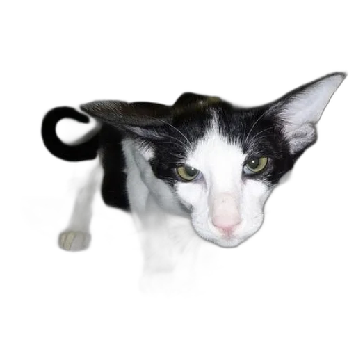 animal, staff, creature, dragon transparent PNG cut-out